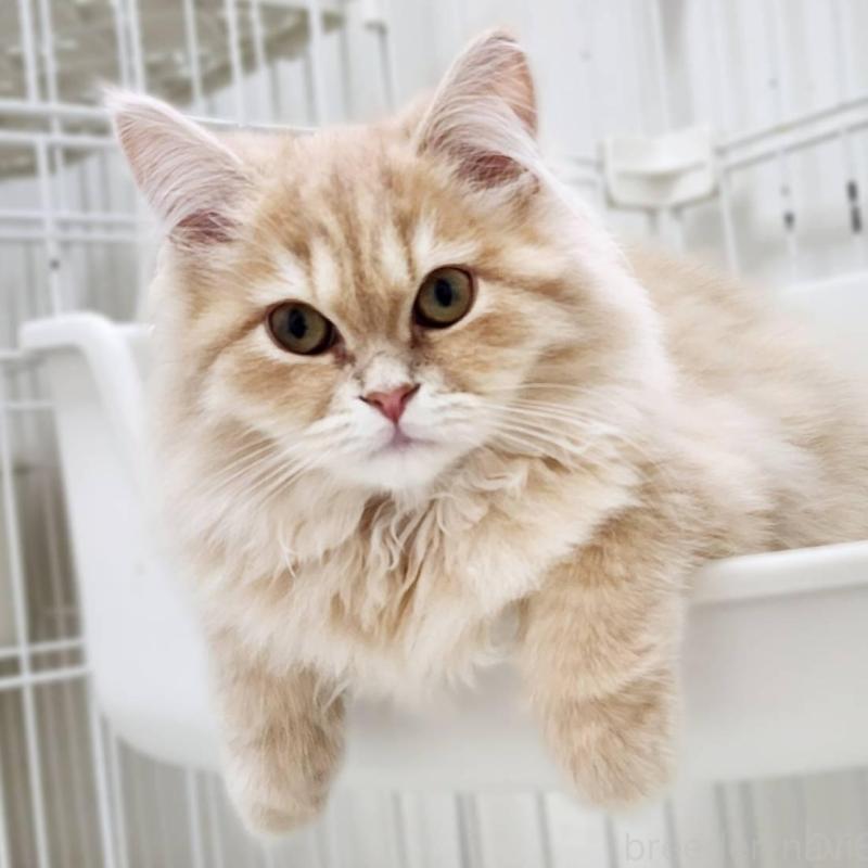 販売中の神奈川県のサイベリアン-139790の2枚目