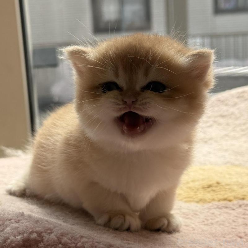 販売中の埼玉県のブリティッシュショートヘア-139792の8枚目