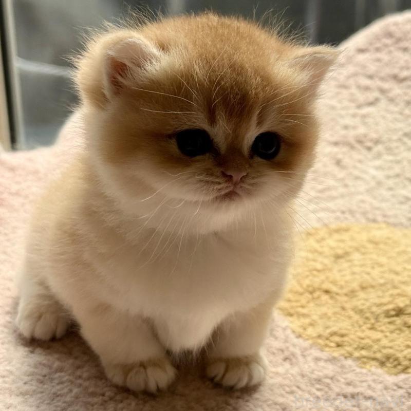 販売中の埼玉県のブリティッシュショートヘア-139792の7枚目