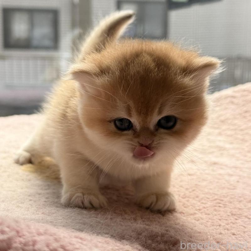 販売中の埼玉県のブリティッシュショートヘア-139792の6枚目