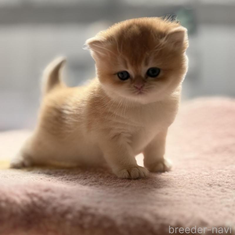 販売中の埼玉県のブリティッシュショートヘア-139792の1枚目