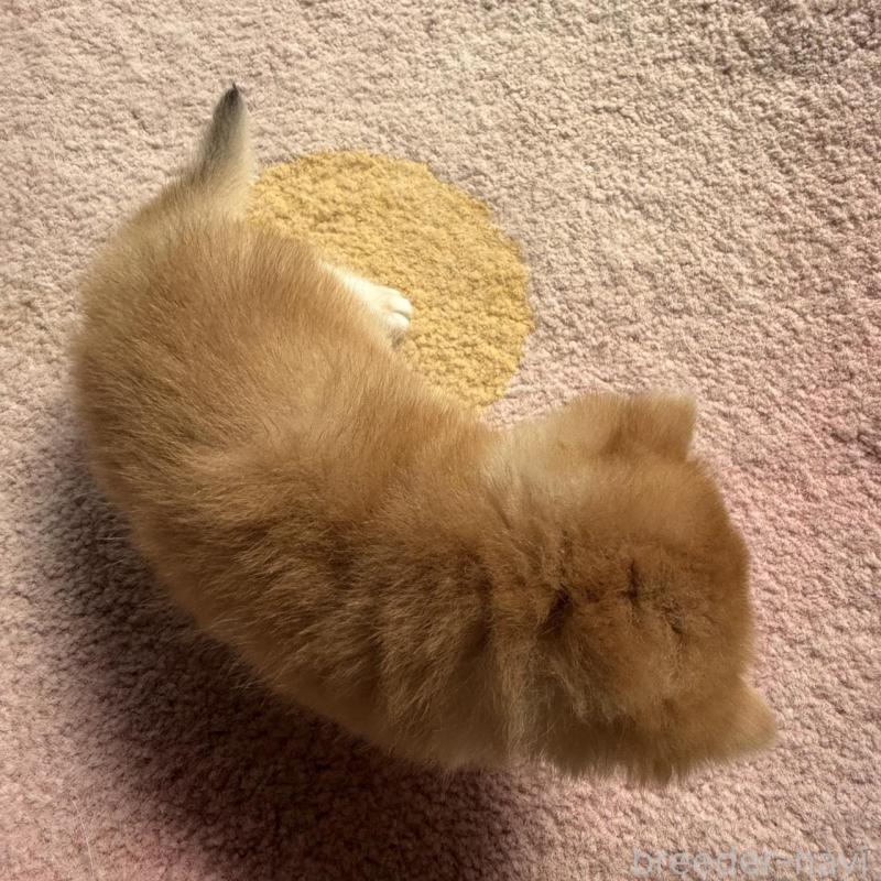 販売中の埼玉県のブリティッシュショートヘア-139792の5枚目