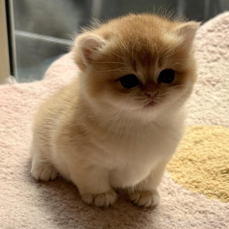 販売中の埼玉県のブリティッシュショートヘア-139792の4枚目