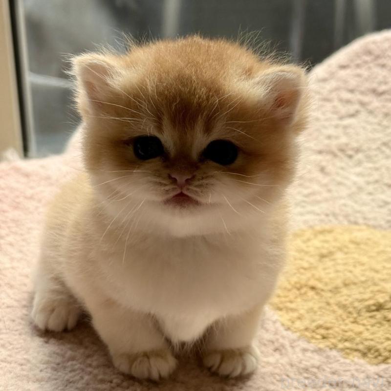 販売中の埼玉県のブリティッシュショートヘア-139792の3枚目