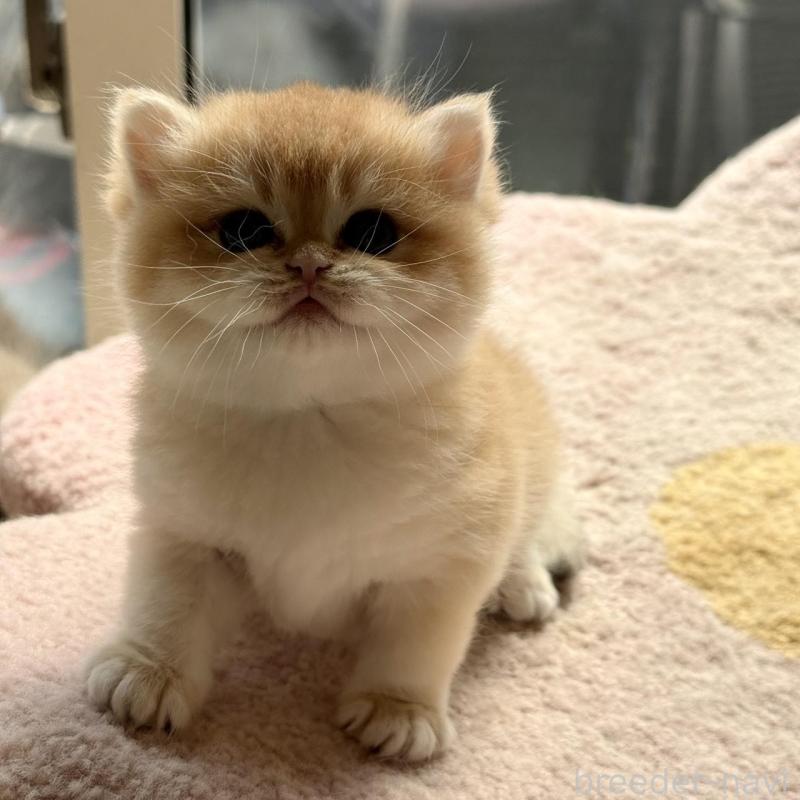 販売中の埼玉県のブリティッシュショートヘア-139792の2枚目