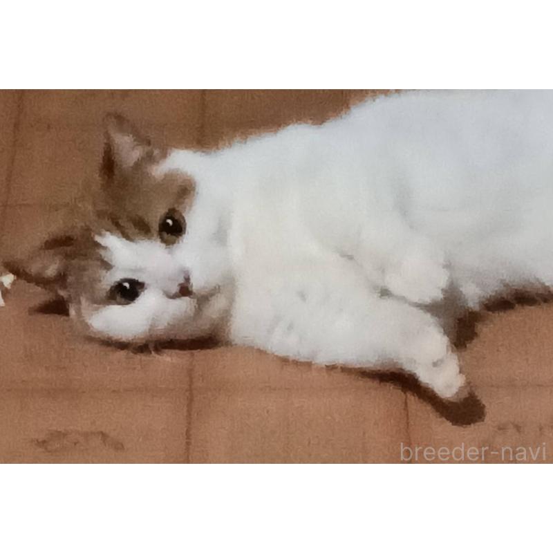 販売中の山形県のマンチカン(短足)-139791の4枚目