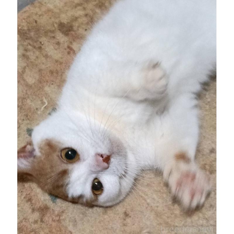 販売中の山形県のマンチカン(短足)-139791の3枚目