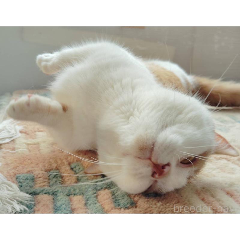 販売中の山形県のマンチカン(短足)-139791の2枚目