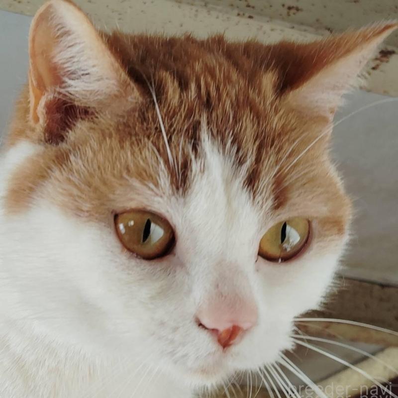 販売中の山形県のマンチカン(短足)-139791の1枚目