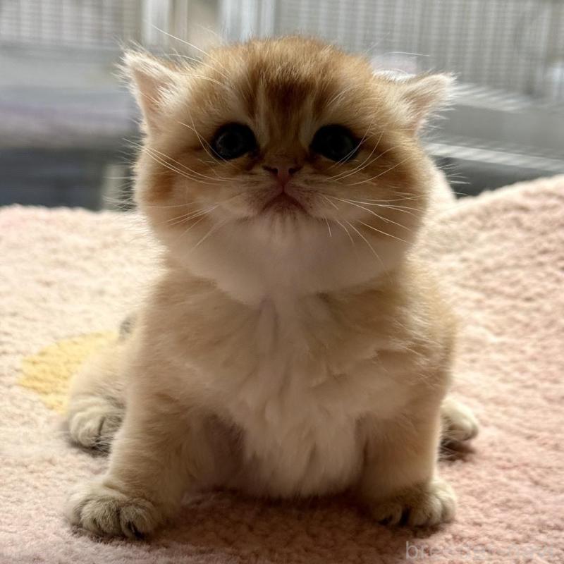 販売中の埼玉県のブリティッシュショートヘア-139793の4枚目