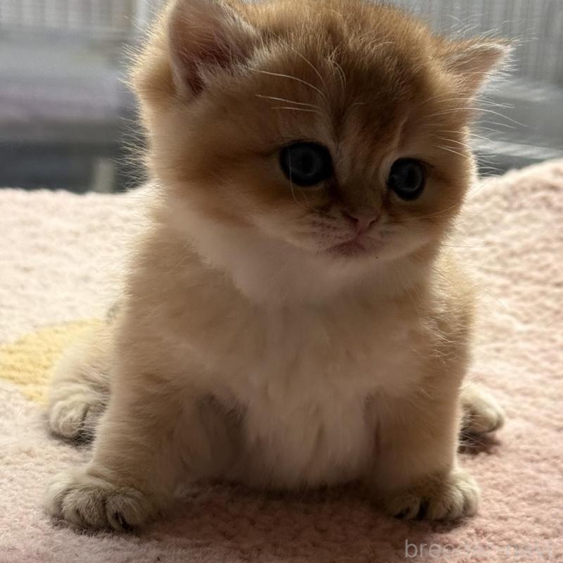 販売中の埼玉県のブリティッシュショートヘア-139793の3枚目