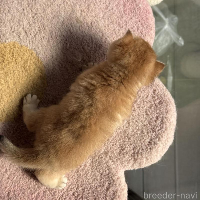 販売中の埼玉県のブリティッシュショートヘア-139793の2枚目