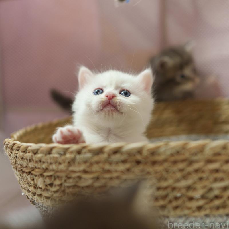 販売中の大阪府のサイベリアン-139754の6枚目