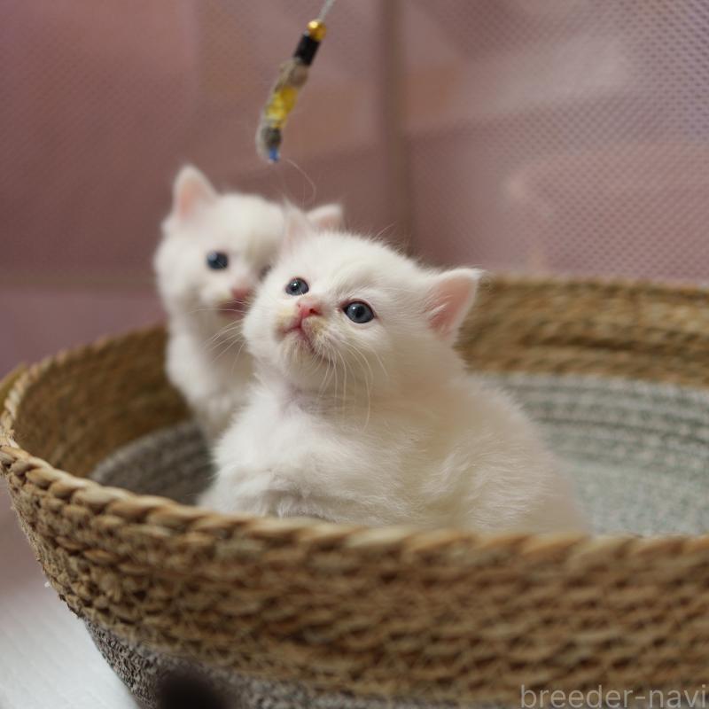 販売中の大阪府のサイベリアン-139754の5枚目