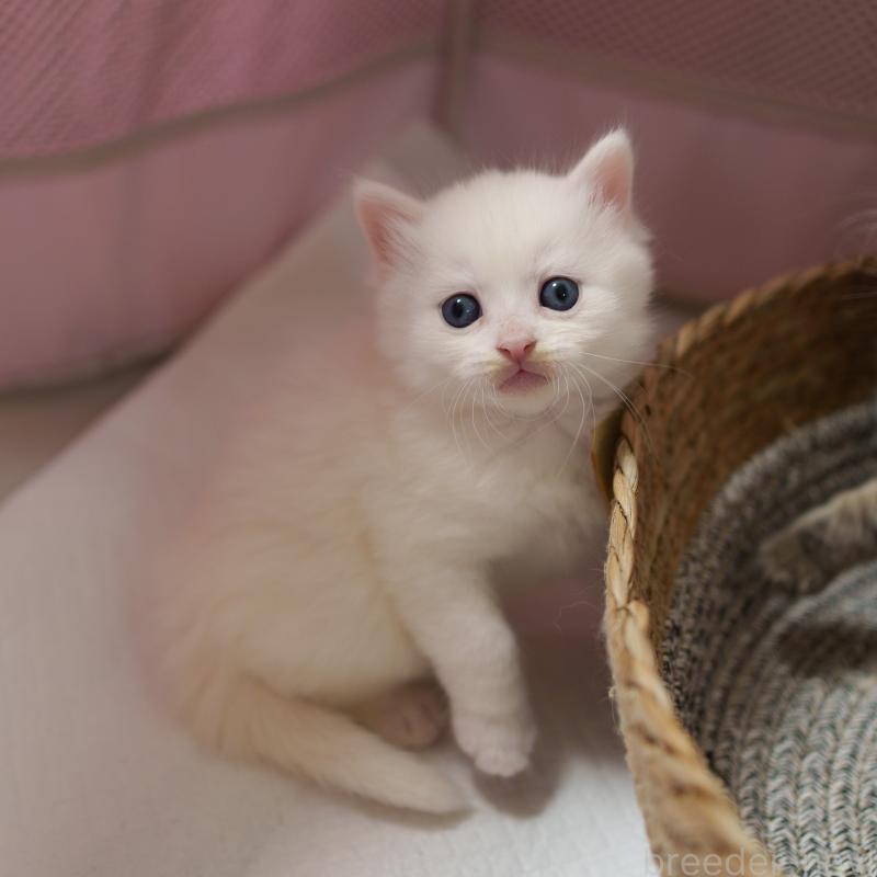 販売中の大阪府のサイベリアン-139754の4枚目