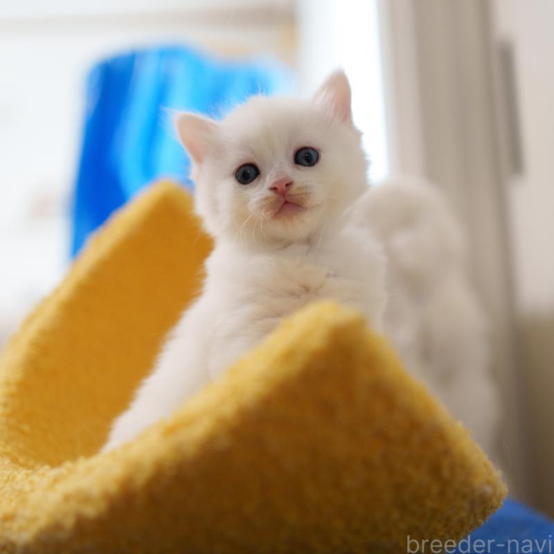 販売中の大阪府のサイベリアン-139754の3枚目