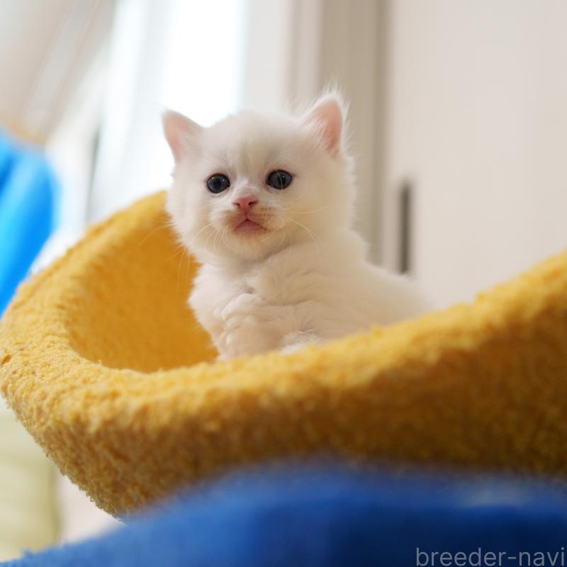 販売中の大阪府のサイベリアン-139754の2枚目