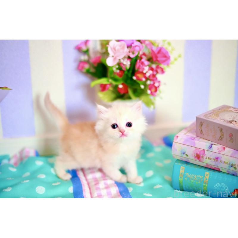 販売中の北海道のマンチカン-139794の5枚目