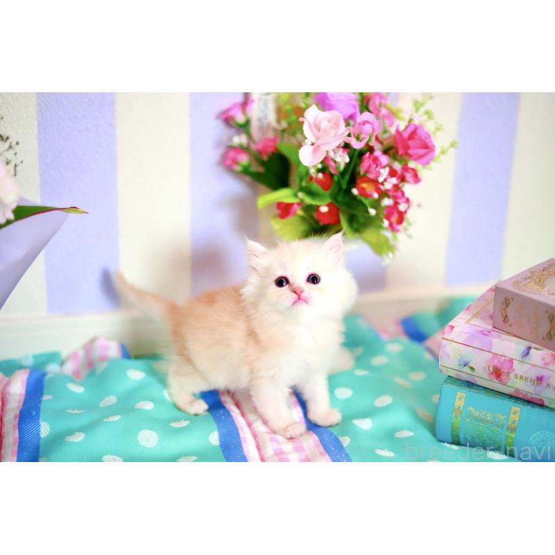 販売中の北海道のマンチカン-139794の4枚目