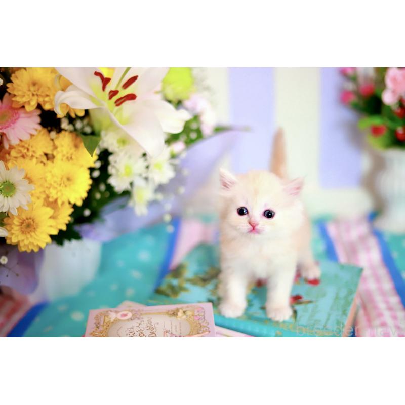 販売中の北海道のマンチカン-139794の3枚目