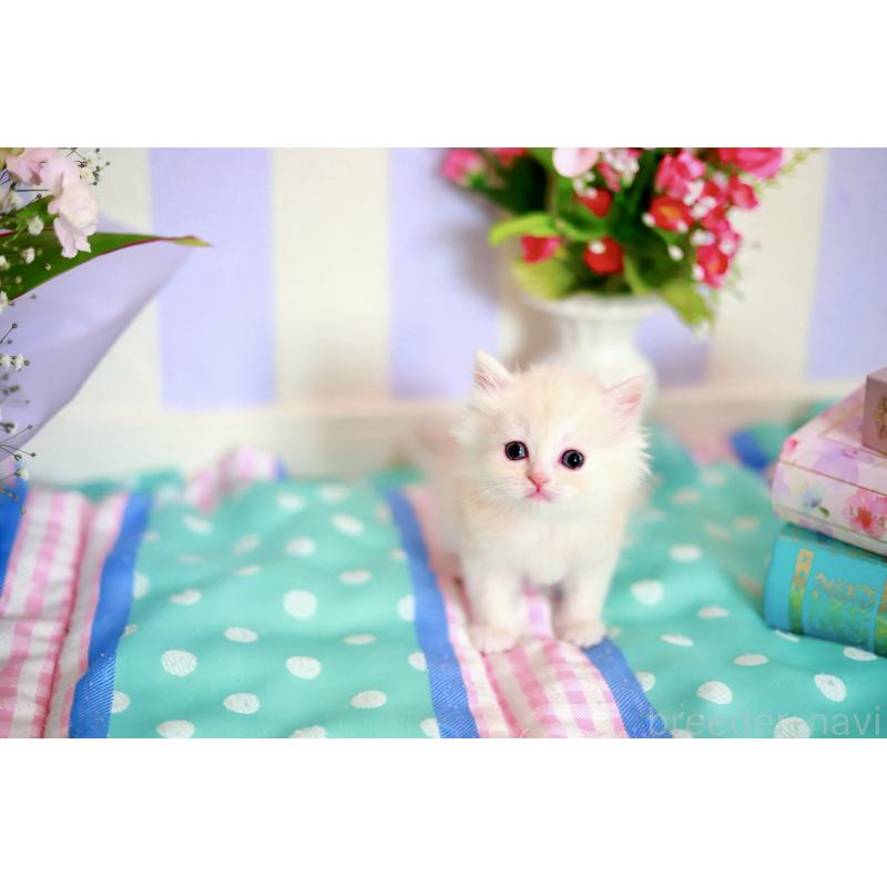 販売中の北海道のマンチカン-139794の2枚目