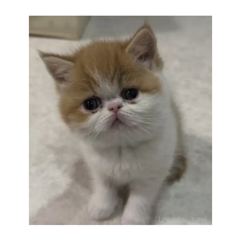 販売中の福岡県のエキゾチックショートヘア-139795の2枚目