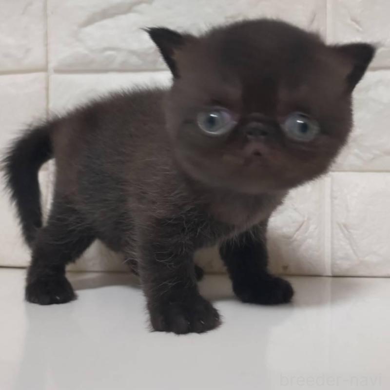 販売中の静岡県のエキゾチックショートヘア-139796の7枚目