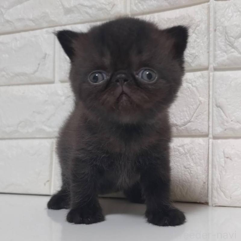 販売中の静岡県のエキゾチックショートヘア-139796の6枚目