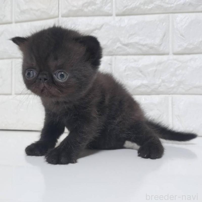 販売中の静岡県のエキゾチックショートヘア-139796の5枚目