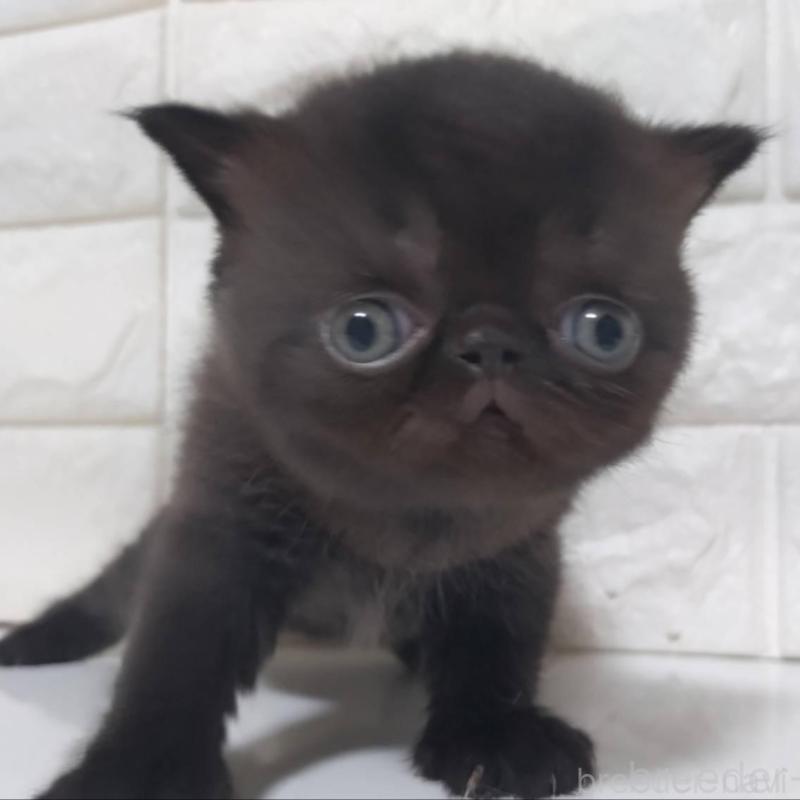 販売中の静岡県のエキゾチックショートヘア-139796の4枚目