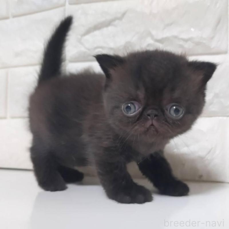 販売中ののエキゾチックショートヘア-139796