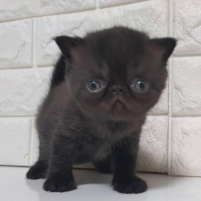 販売中の静岡県のエキゾチックショートヘア-139796の2枚目