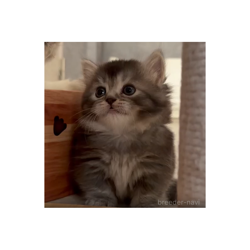 販売中の福岡県のミヌエット(短足)-139797の3枚目