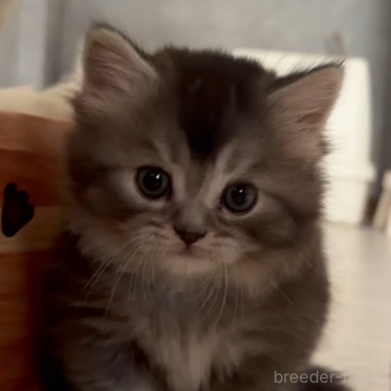 販売中の福岡県のミヌエット(短足)-139797の1枚目