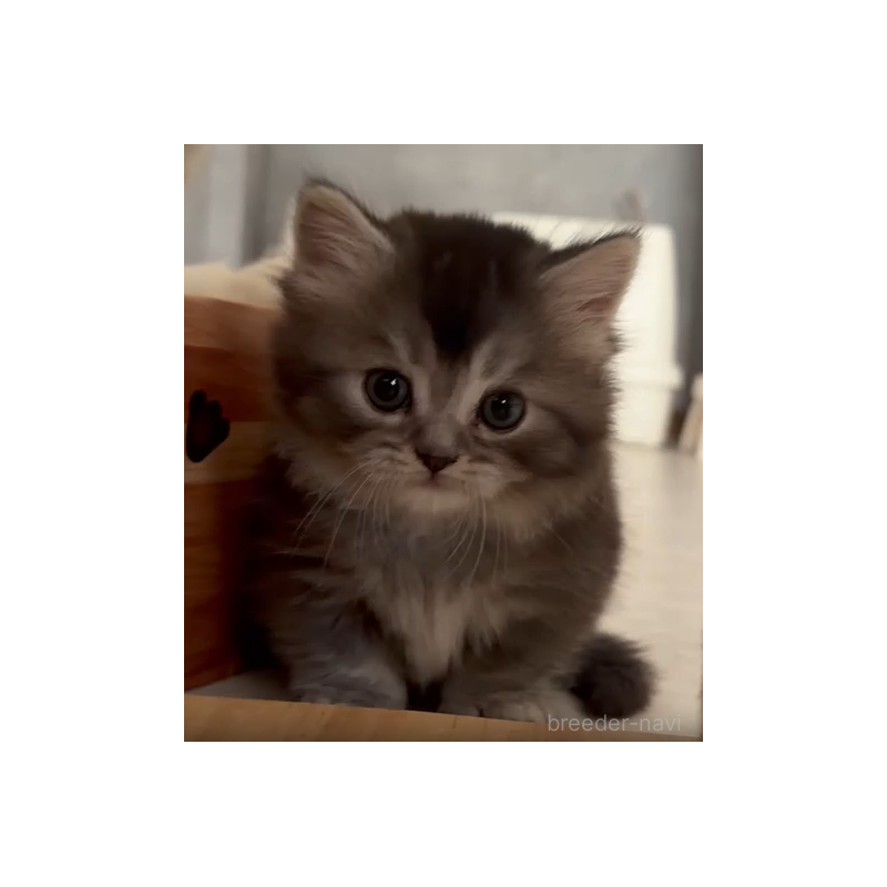 販売中の福岡県のミヌエット(短足)-139797の2枚目