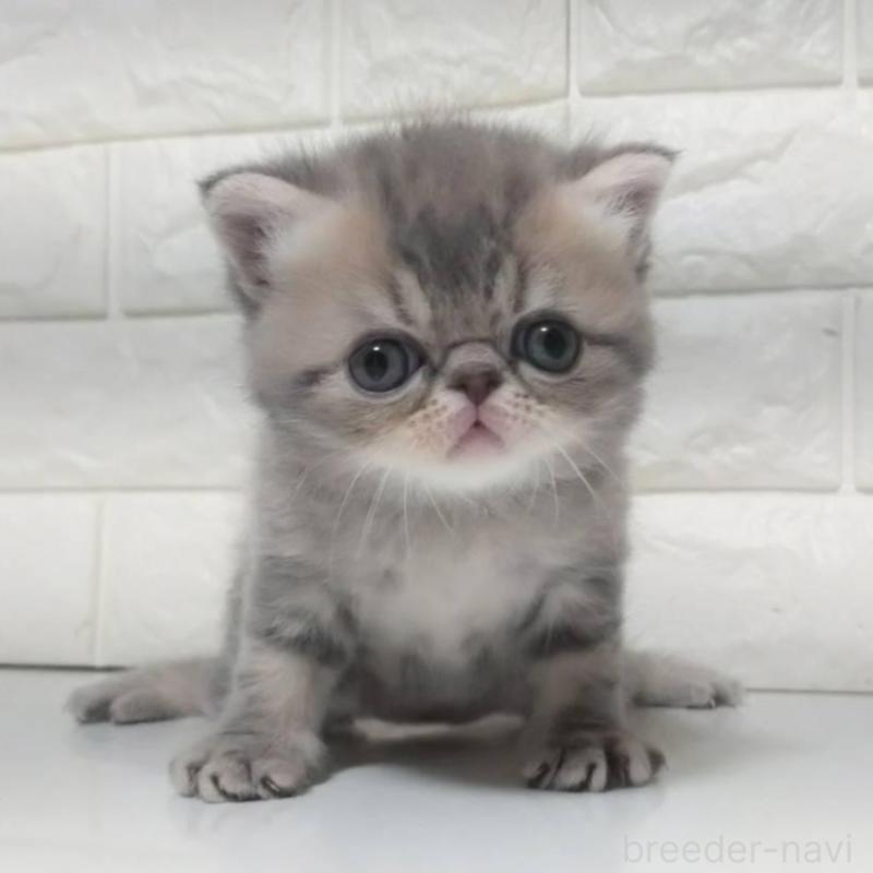 販売中の静岡県のエキゾチックショートヘア-139798