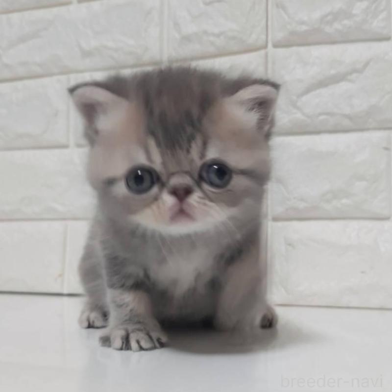 販売中の静岡県のエキゾチックショートヘア-139798の6枚目