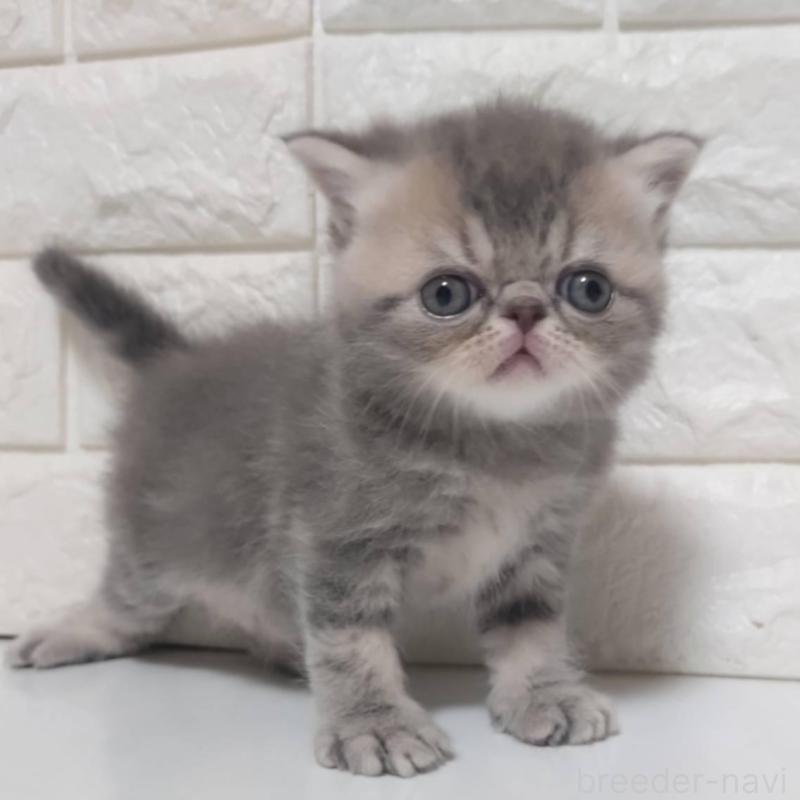 販売中の静岡県のエキゾチックショートヘア-139798の5枚目