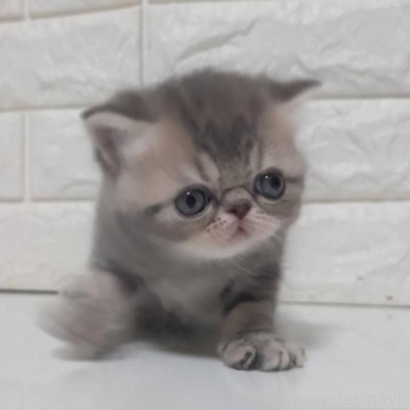 販売中の静岡県のエキゾチックショートヘア-139798の4枚目