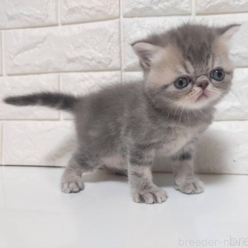 販売中の静岡県のエキゾチックショートヘア-139798の3枚目