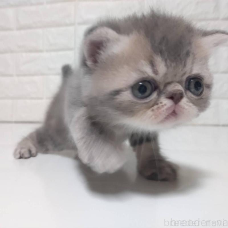 販売中の静岡県のエキゾチックショートヘア-139798の2枚目