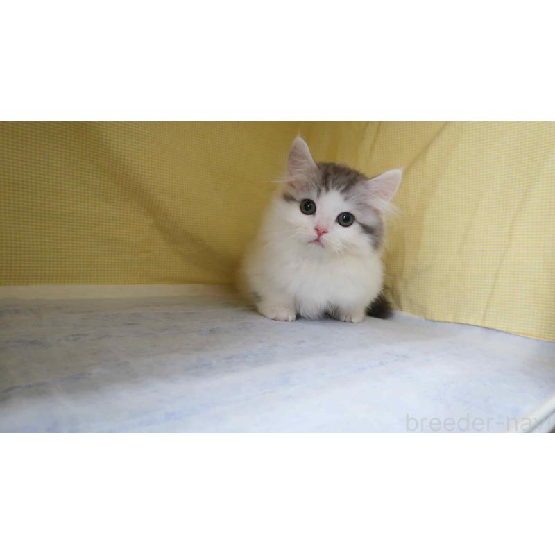 販売中の東京都のミヌエット(短足)-140053の4枚目