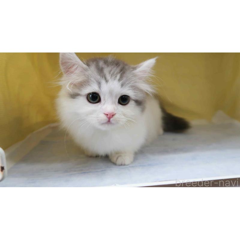 販売中の東京都のミヌエット(短足)-140053の3枚目