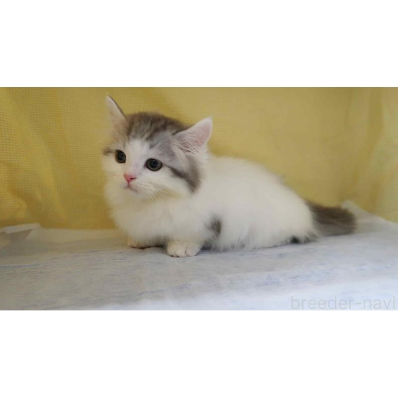 販売中の東京都のミヌエット(短足)-140053の2枚目