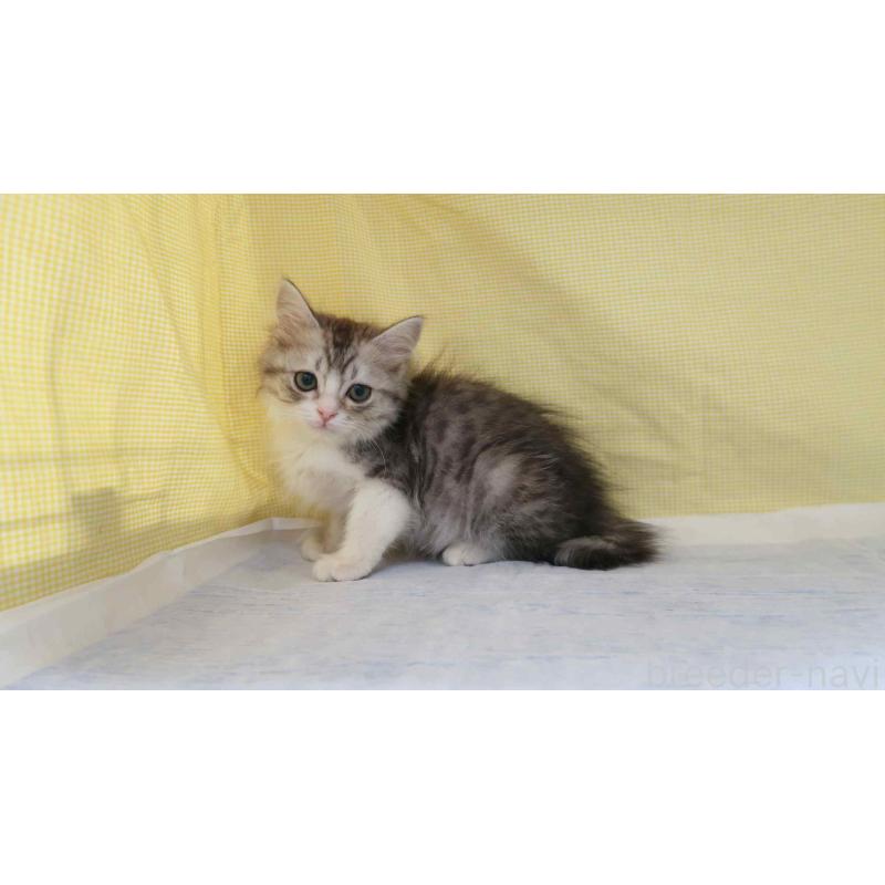 販売中の東京都のサイベリアン-139799の4枚目