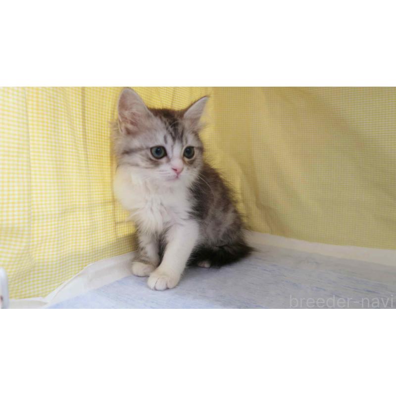 販売中の東京都のサイベリアン-139799の3枚目