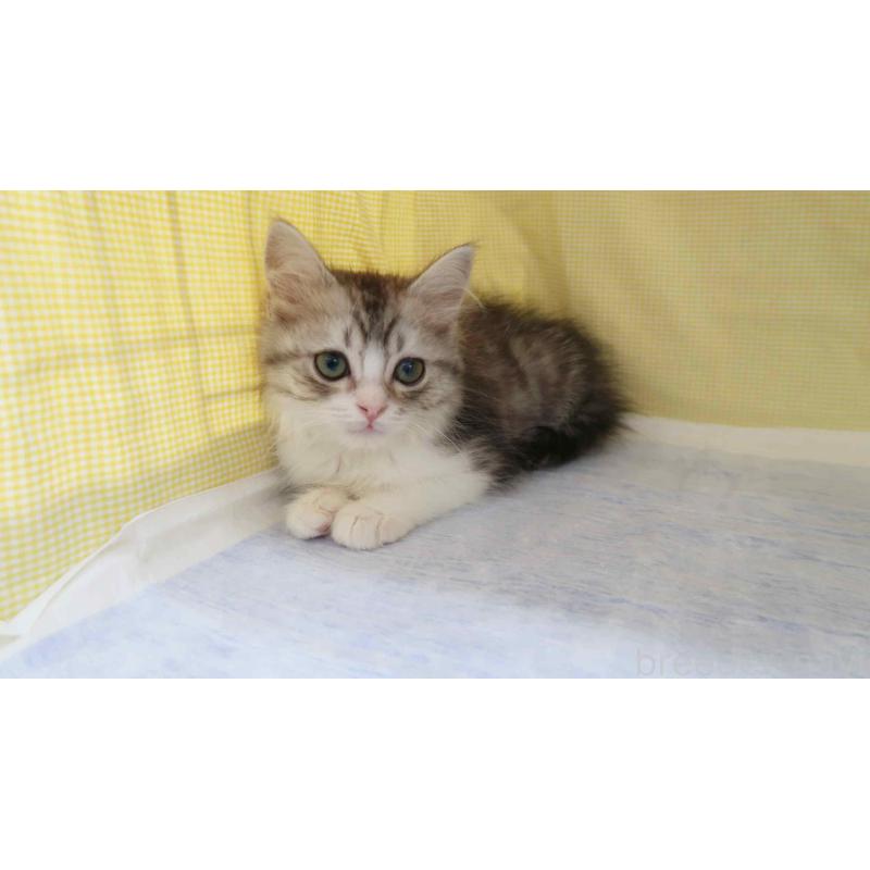 販売中の東京都のサイベリアン-139799の2枚目