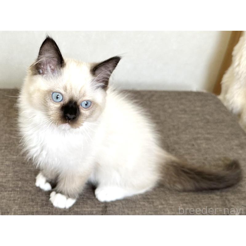 販売中の千葉県のラグドール-136899の15枚目