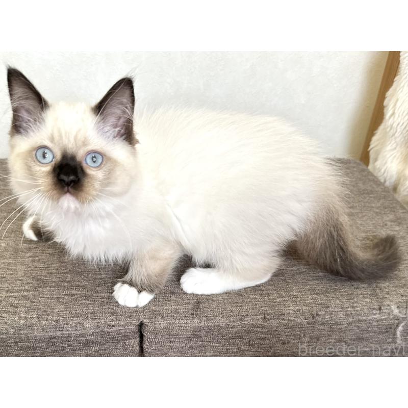 販売中の千葉県のラグドール-136899の14枚目