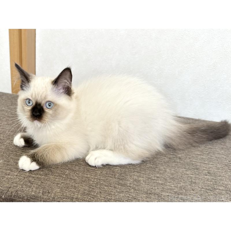 販売中の千葉県のラグドール-136899の9枚目